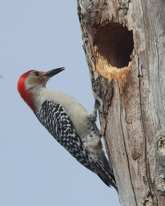 Red-bellied Woodpecker - Dick Brewer
