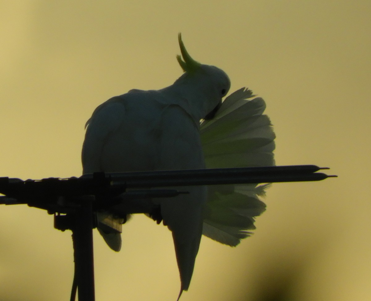 Sulphur-crested Cockatoo - Ivor Preston