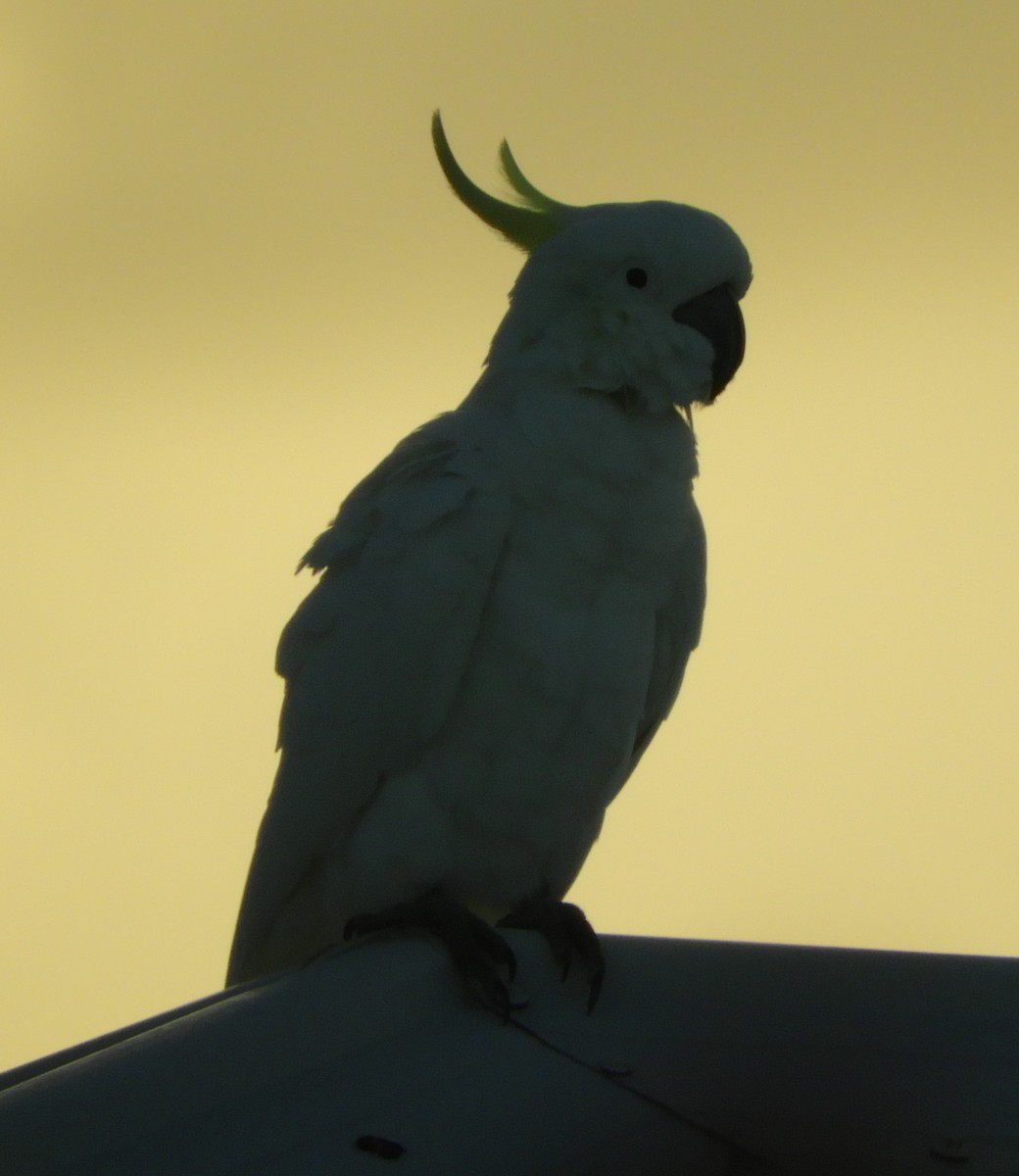 Sulphur-crested Cockatoo - Ivor Preston