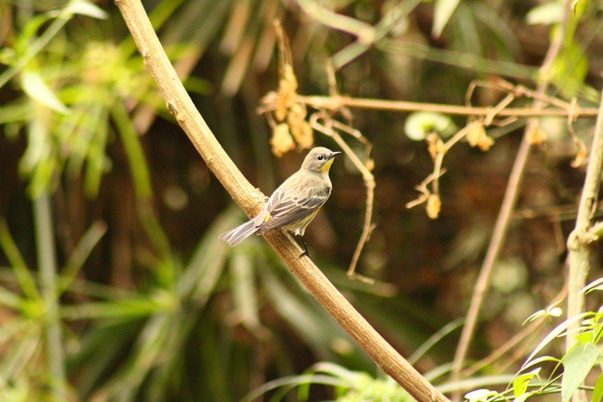 Yellow-rumped Warbler - ML514956891