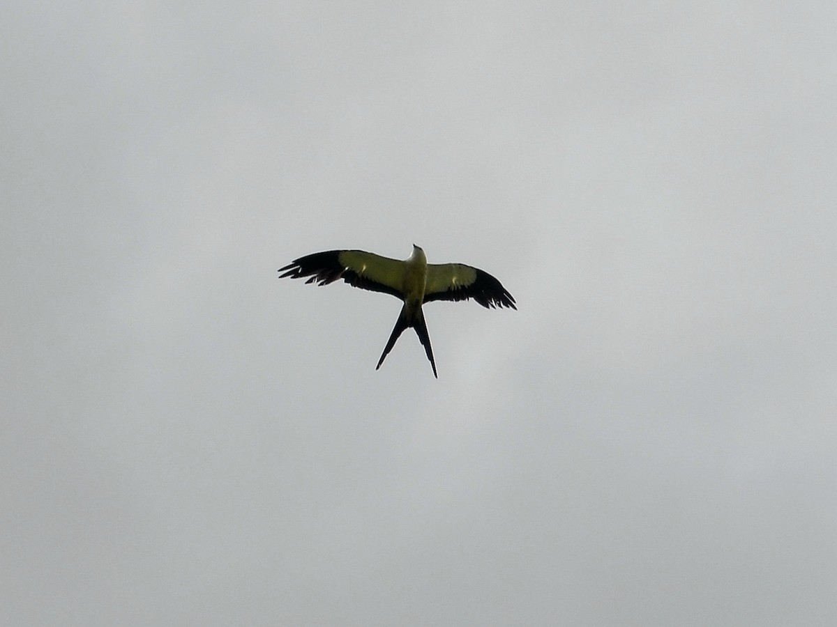 Swallow-tailed Kite - ML51495761