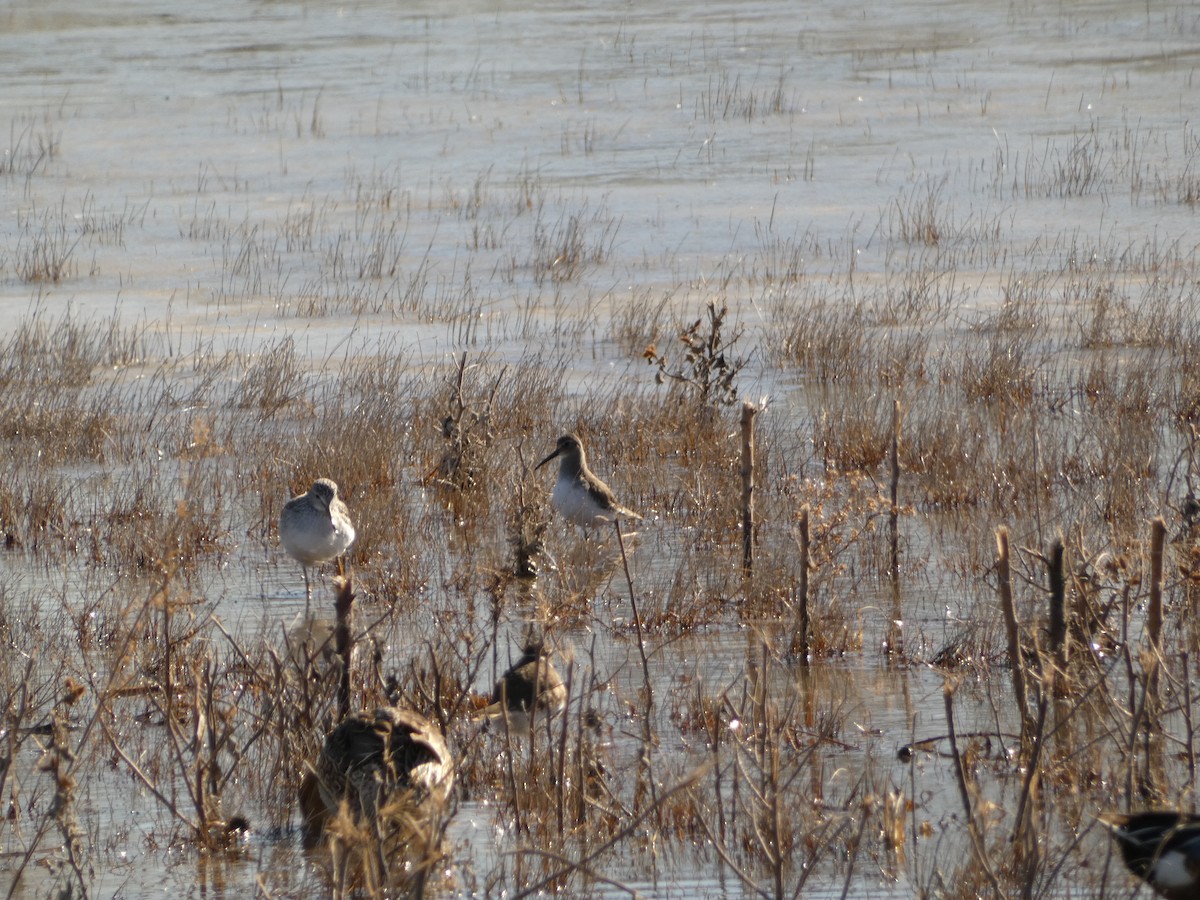 Dunlin - ML514958051