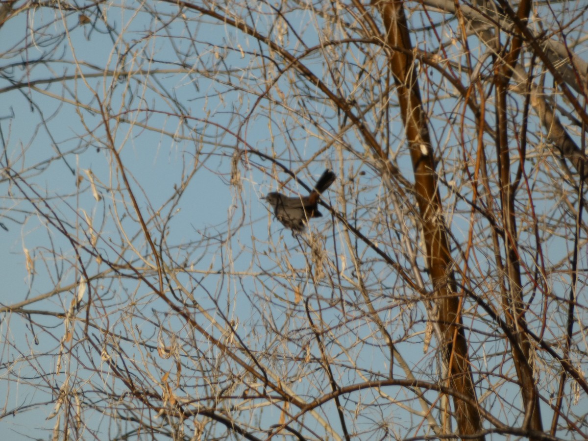 Gray Catbird - Amanda Walker