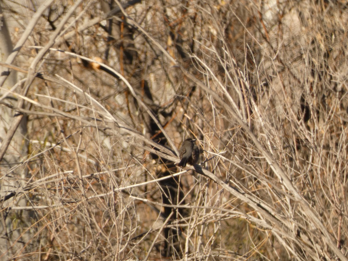 drozdec černohlavý - ML514958361