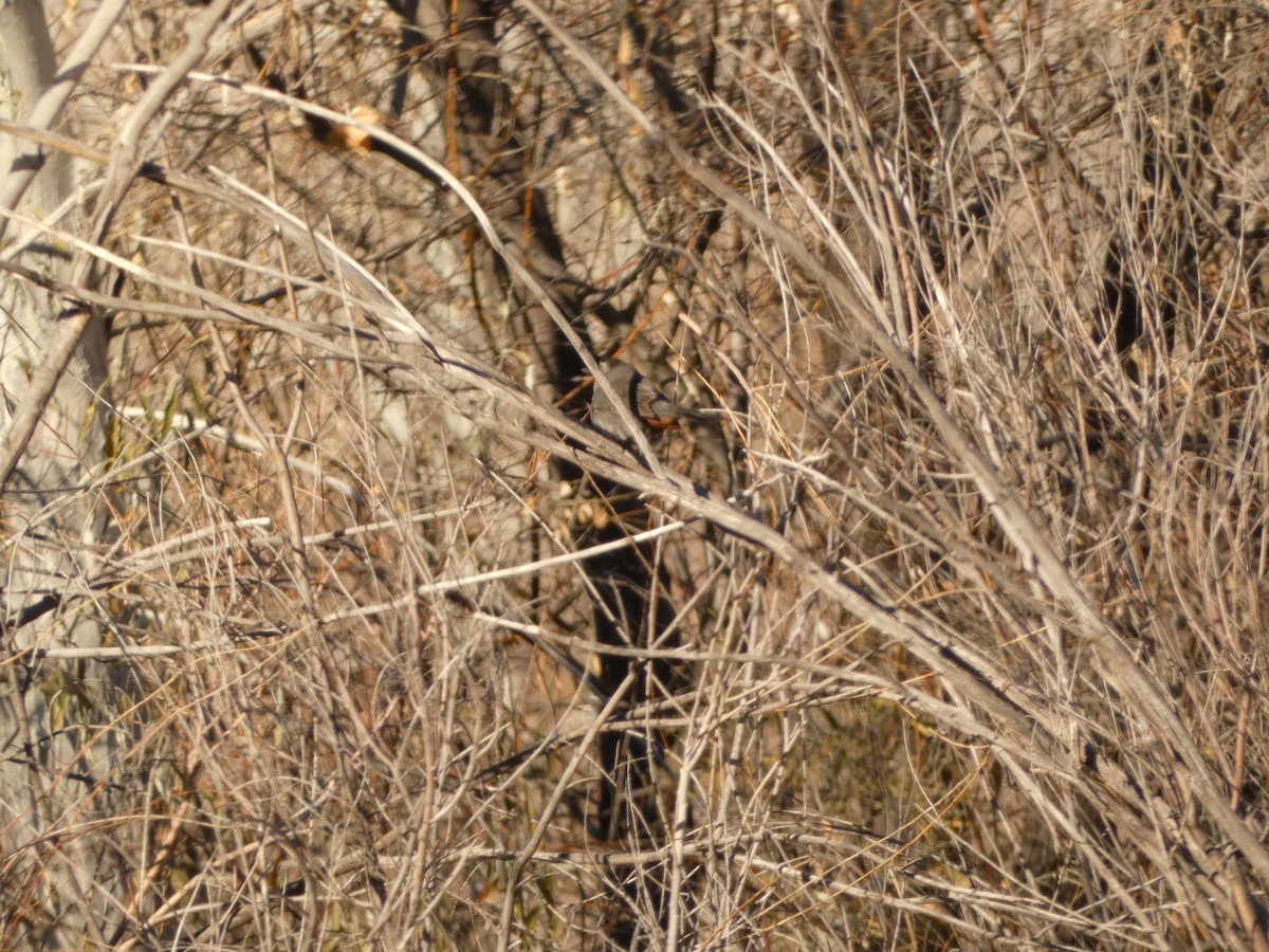 Gray Catbird - ML514958451