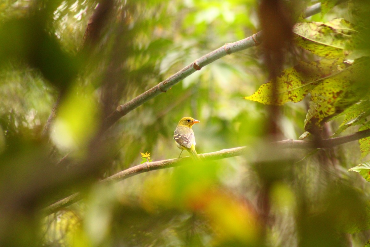Western Tanager - ML514958721