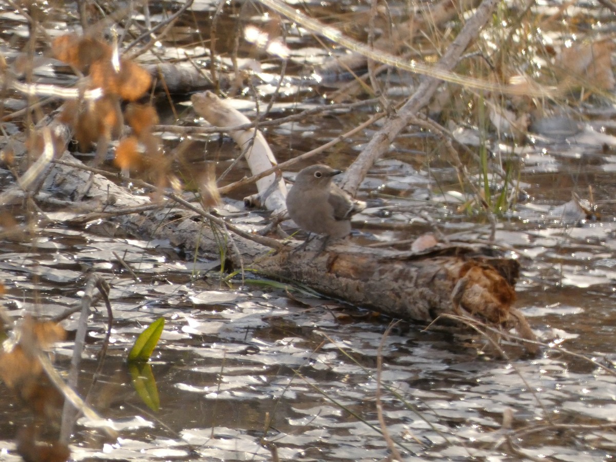 Townsend's Solitaire - ML514958801