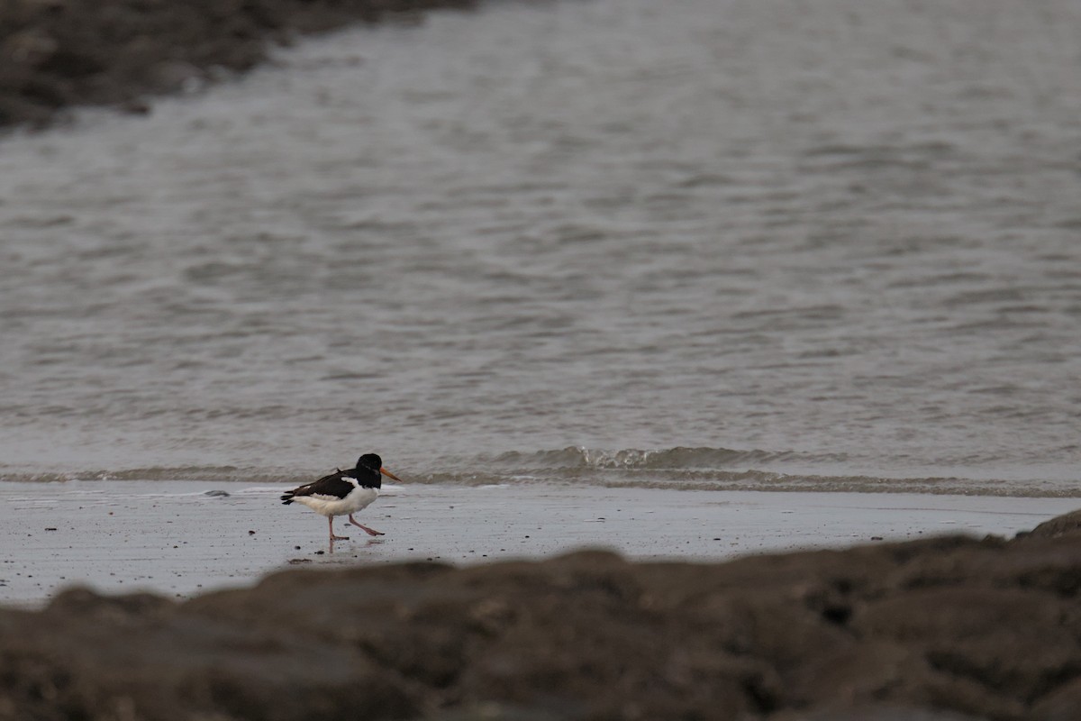 Eurasian Oystercatcher - ML514960081