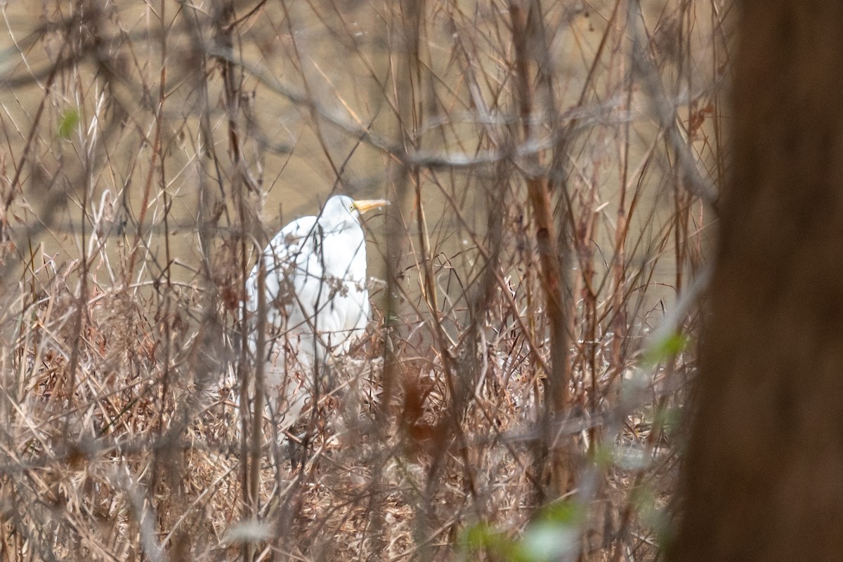Great Egret - ML514963481