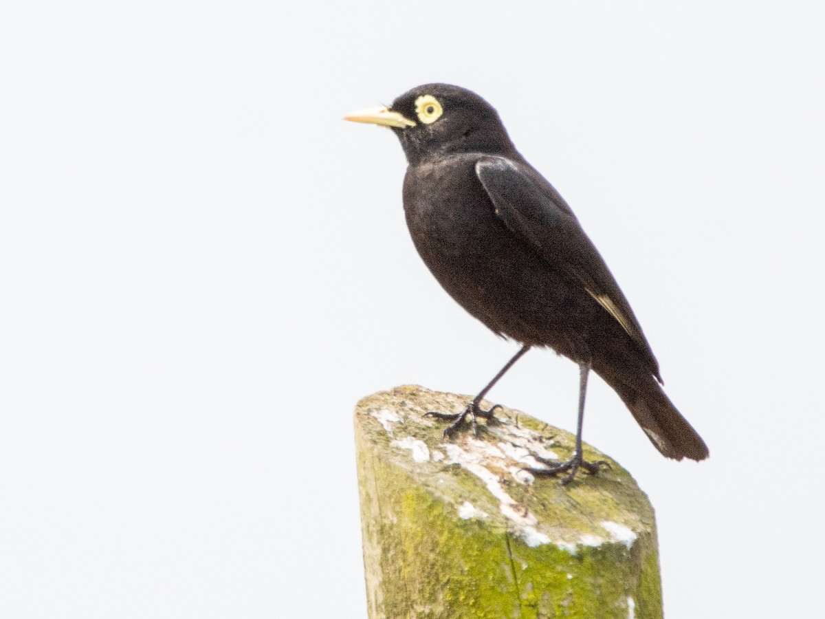 Spectacled Tyrant - ML514964161