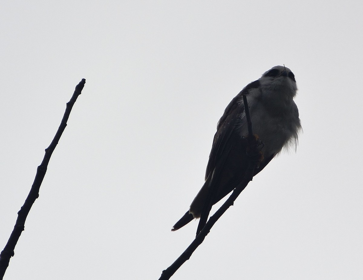 Black-winged Kite - ML51496451