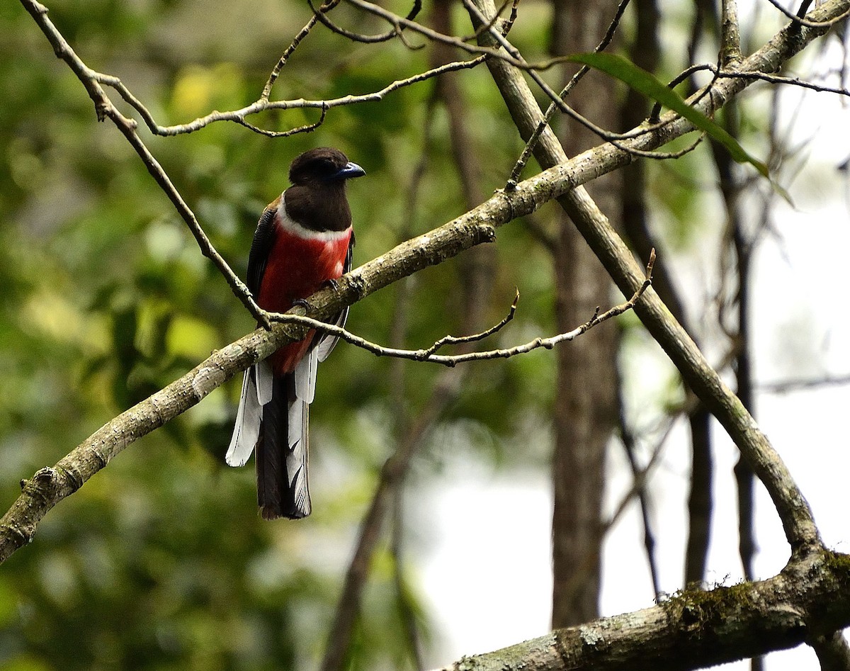 trogon indický - ML51496481