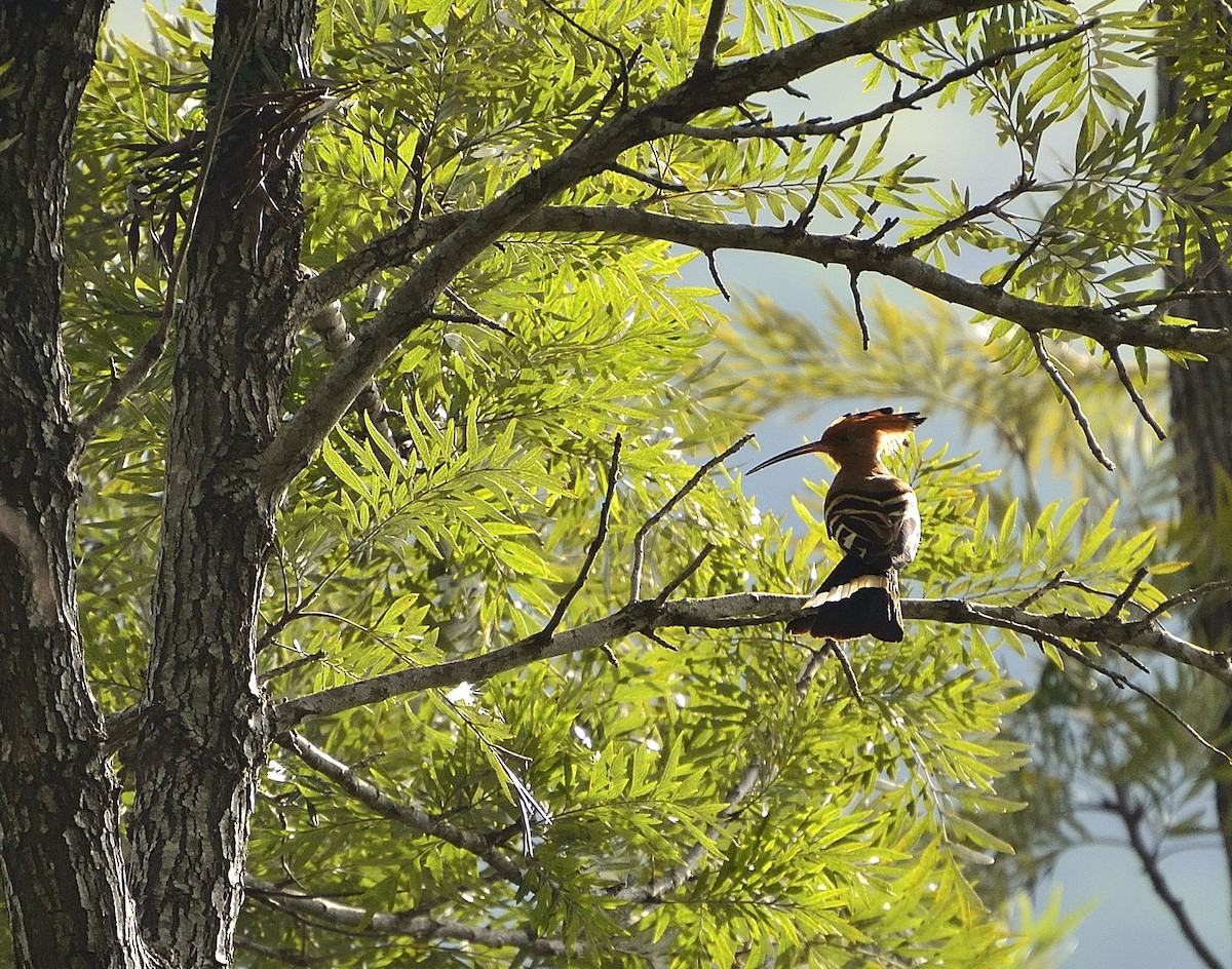 Eurasian Hoopoe - ML51496491