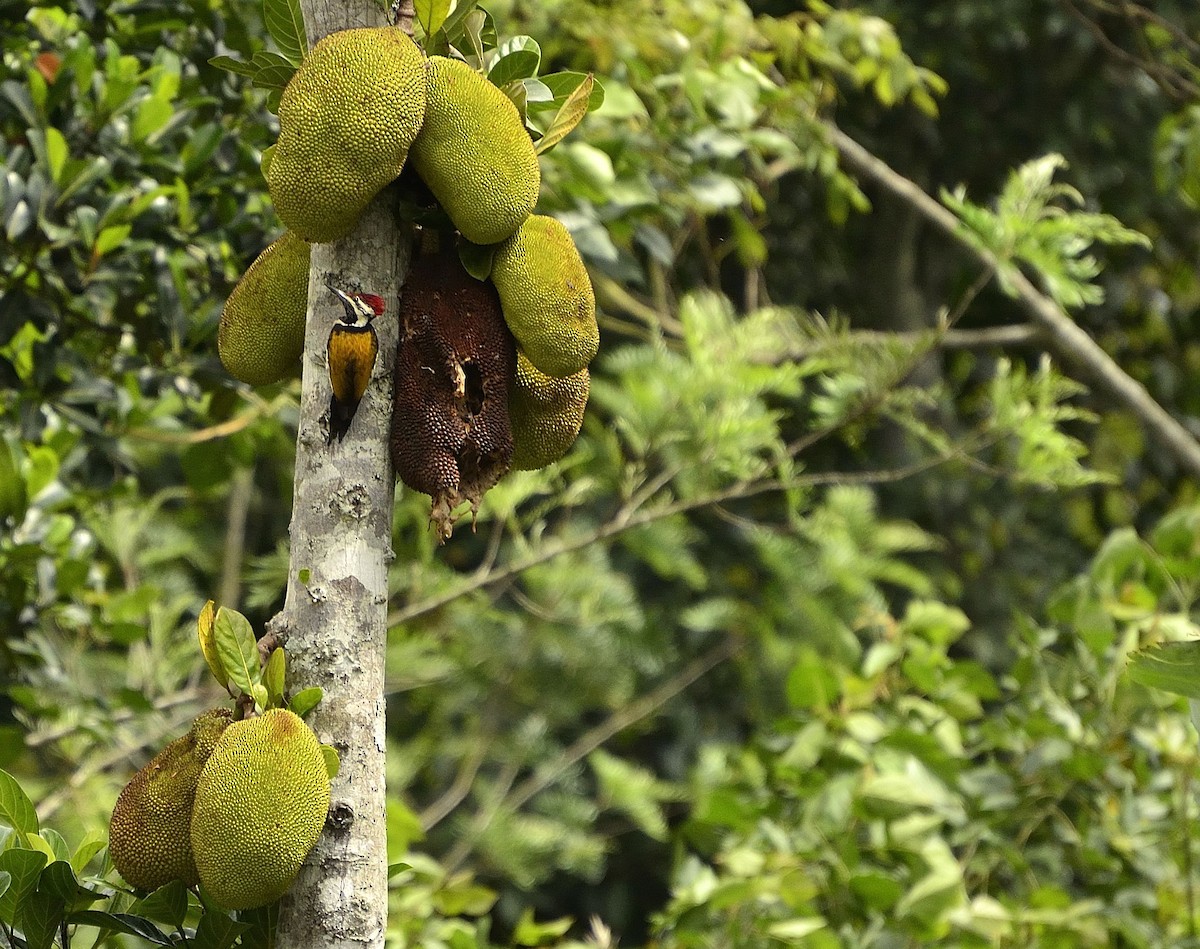 Black-rumped Flameback - ML51496511