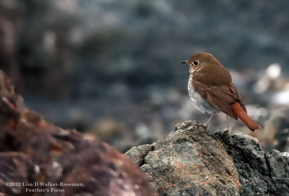 Hermit Thrush - ML514965691