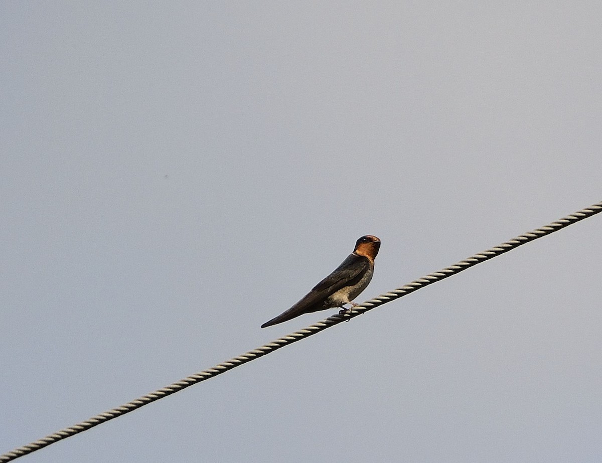 Hill Swallow - ML51496721