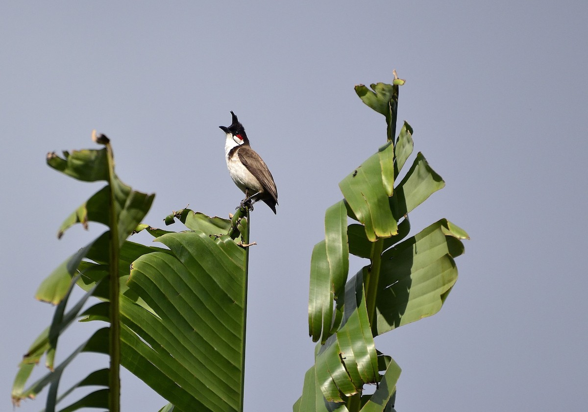 bulbul červenouchý - ML51496741