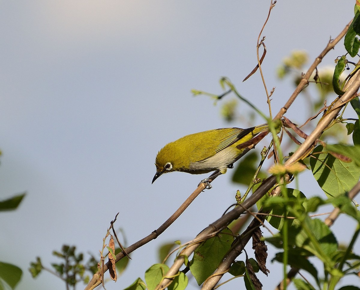 Zostérops oriental - ML51496781