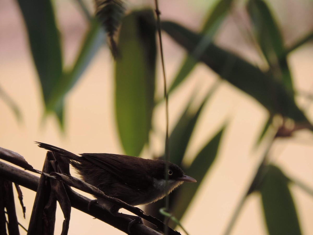 Dark-fronted Babbler - ML514968071