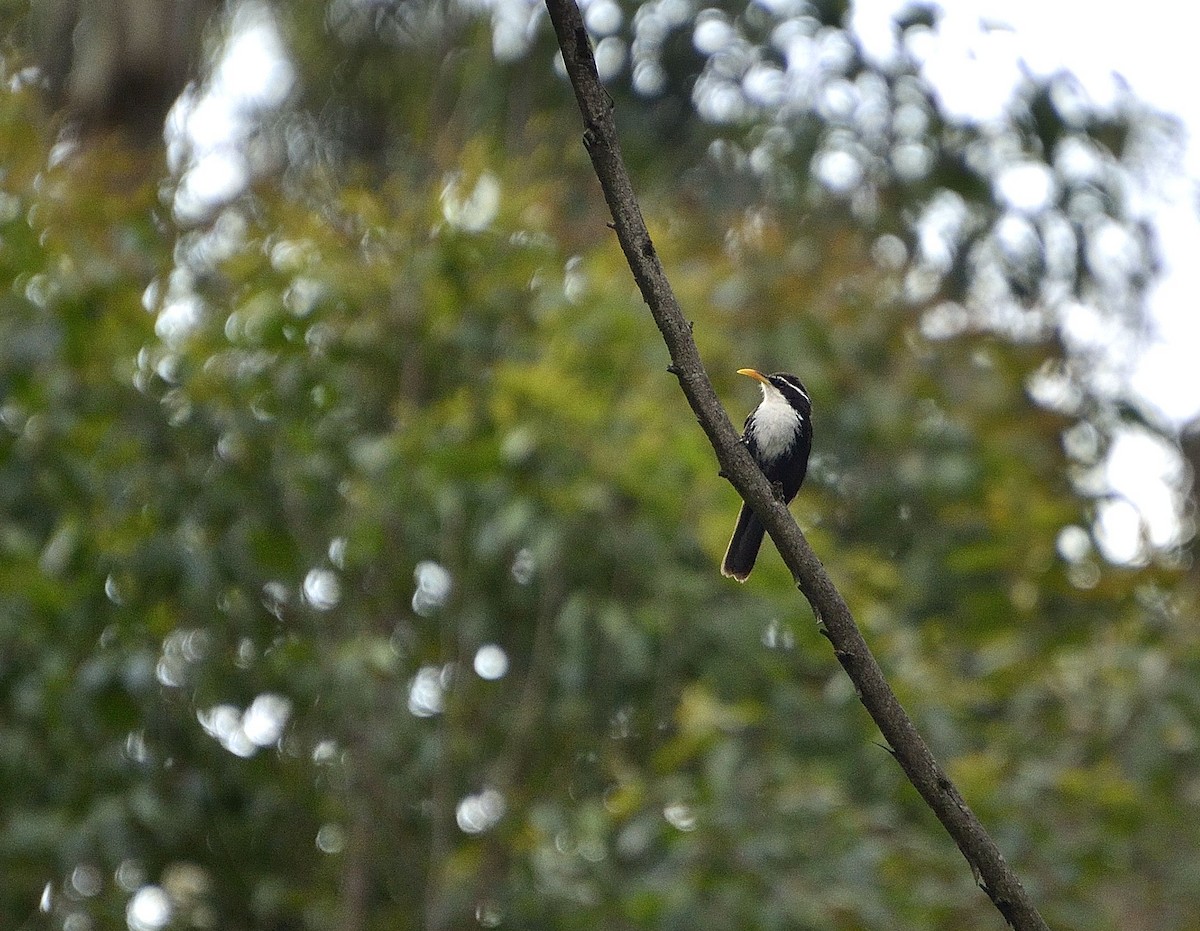 Indian Scimitar-Babbler - ML51496821