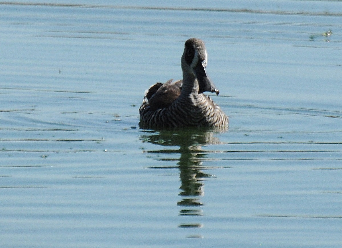 Pink-eared Duck - ML51496831