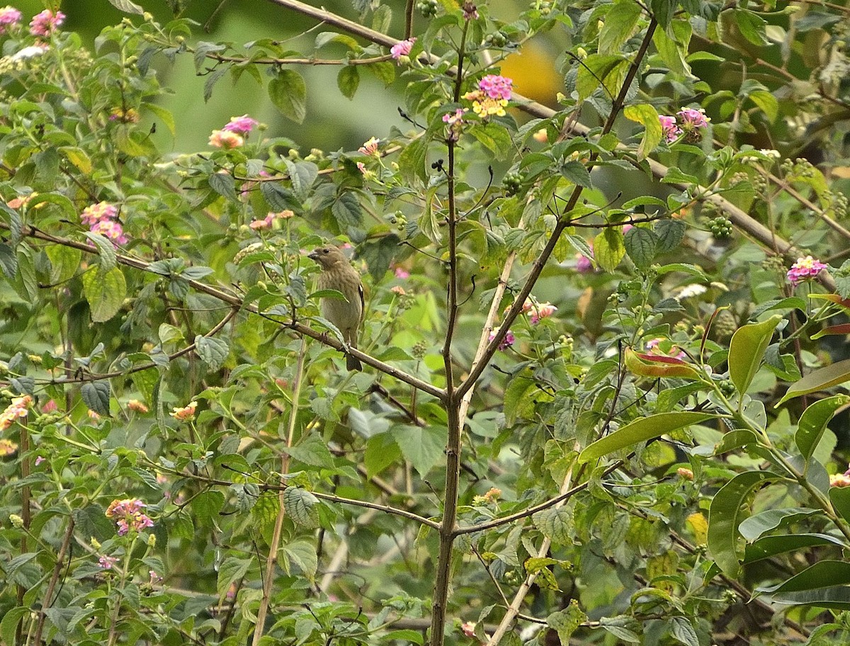 Common Rosefinch - ML51496931