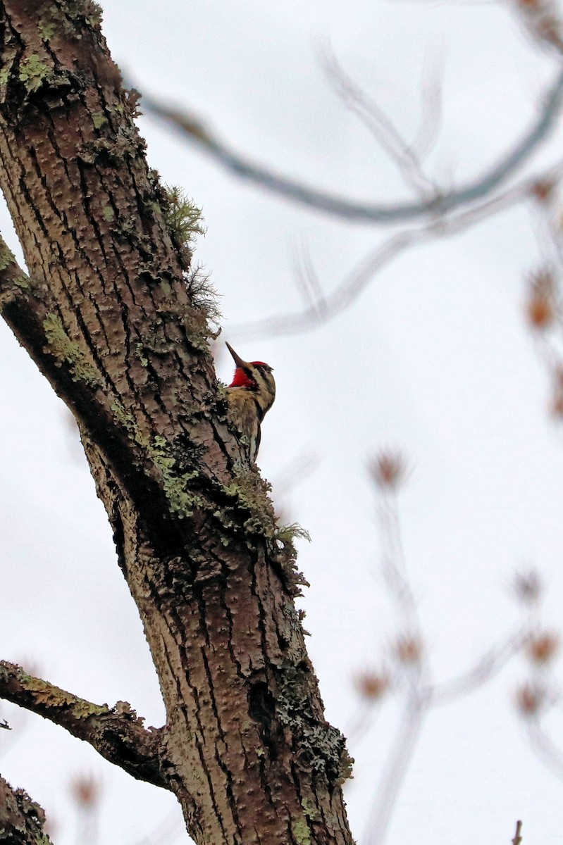 Yellow-bellied Sapsucker - ML514970721