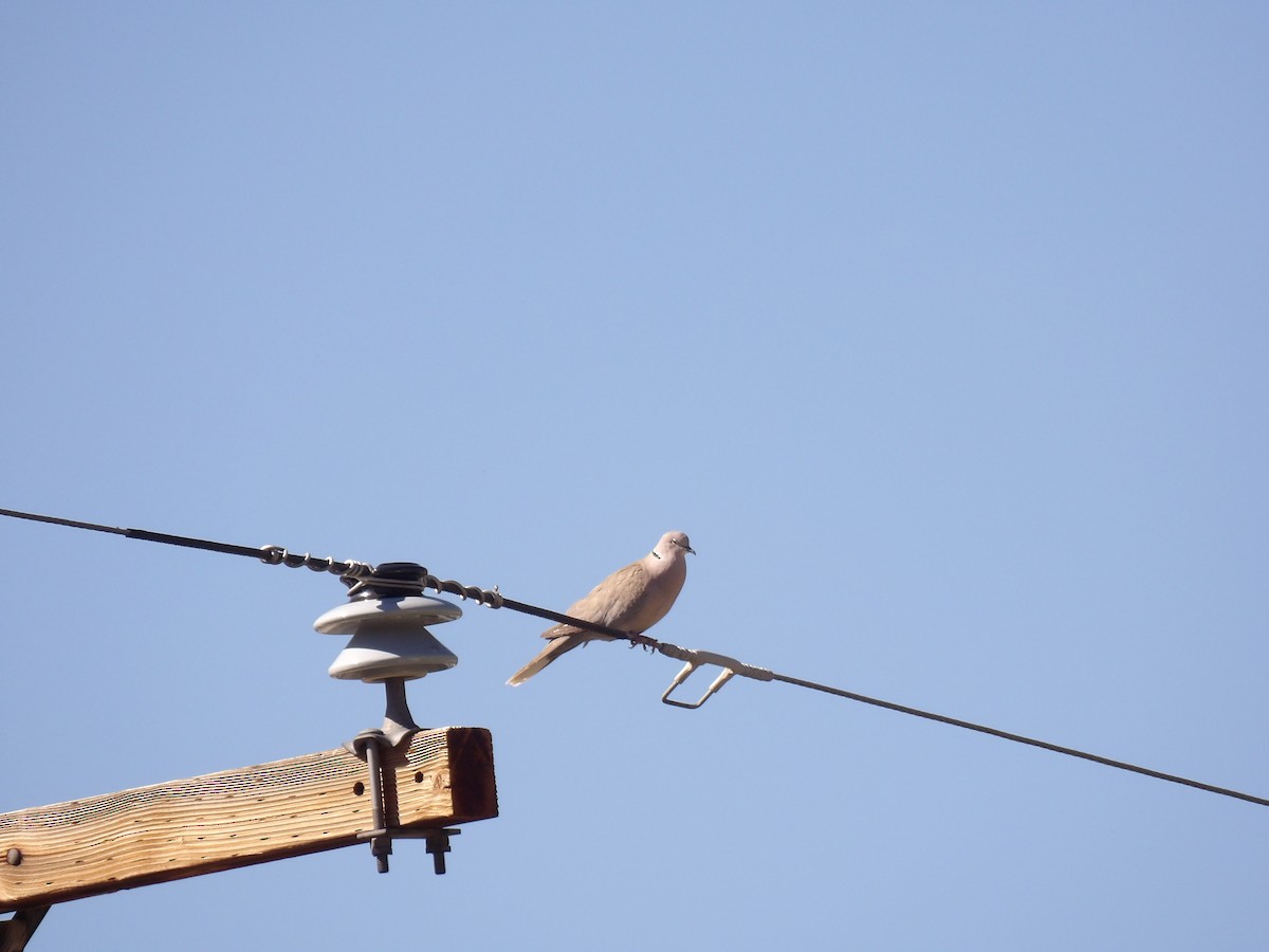 Eurasian Collared-Dove - ML514971961