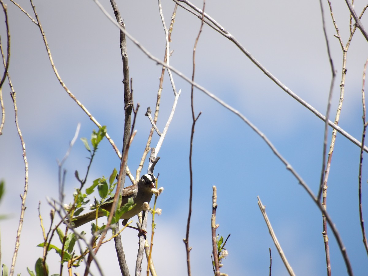 White-crowned Sparrow - ML514972141