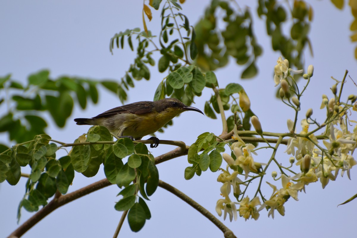 Purple Sunbird - ML51497351