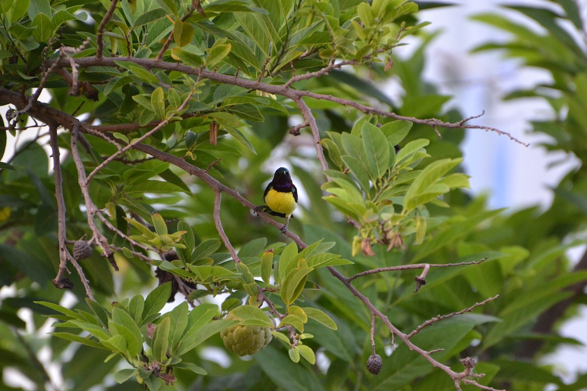 Purple-rumped Sunbird - ML51497521