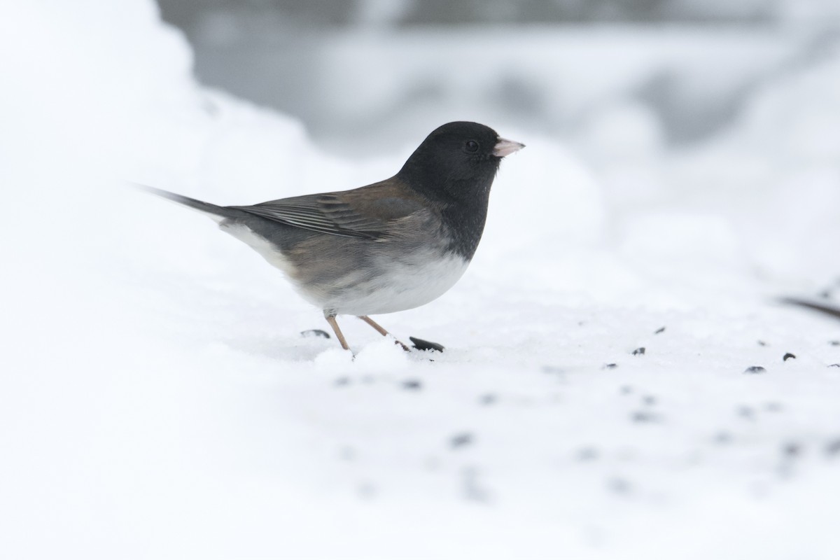 Dark-eyed Junco (cismontanus) - Bridget Spencer