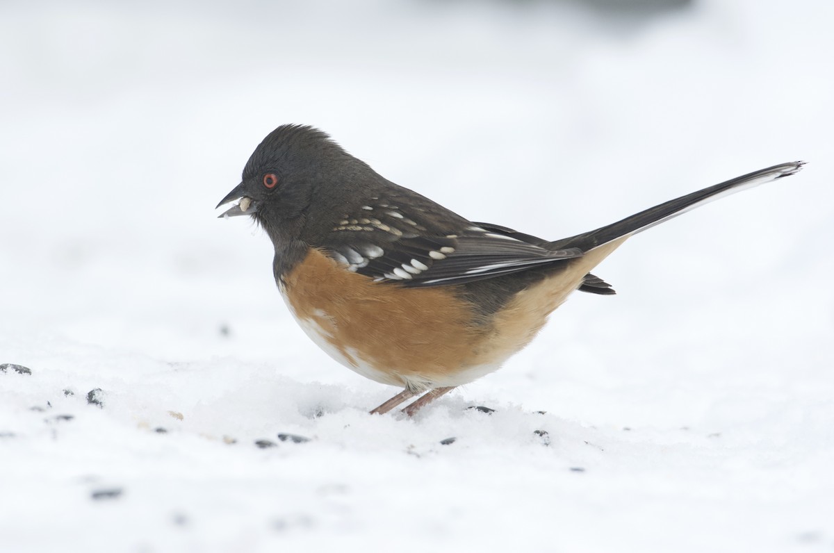 ホシワキアカトウヒチョウ（maculatus グループ） - ML514976711