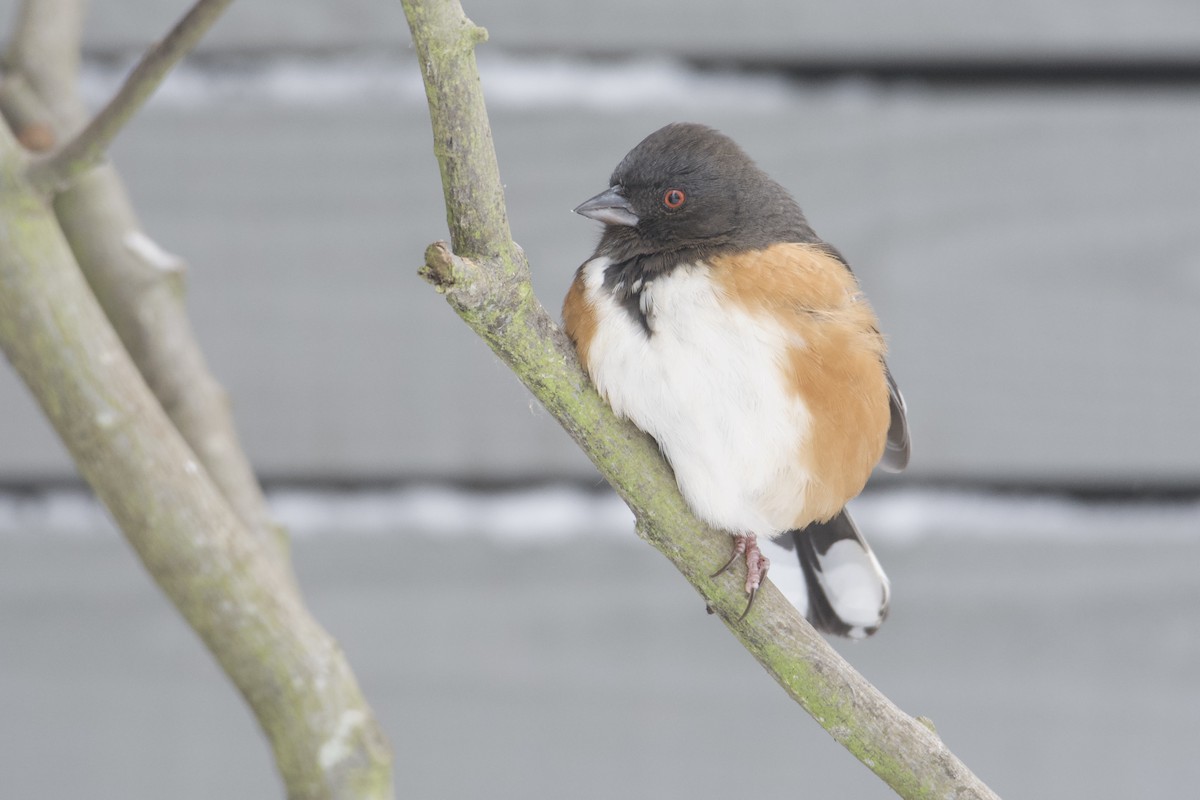 Toquí Moteado (grupo maculatus) - ML514976731