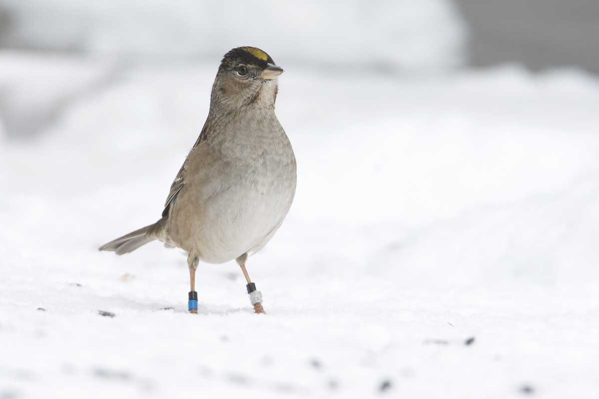 Golden-crowned Sparrow - ML514977341