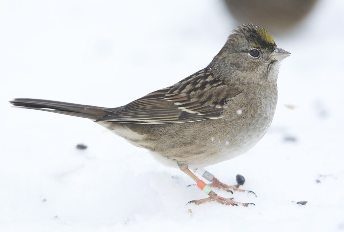 Golden-crowned Sparrow - Bridget Spencer