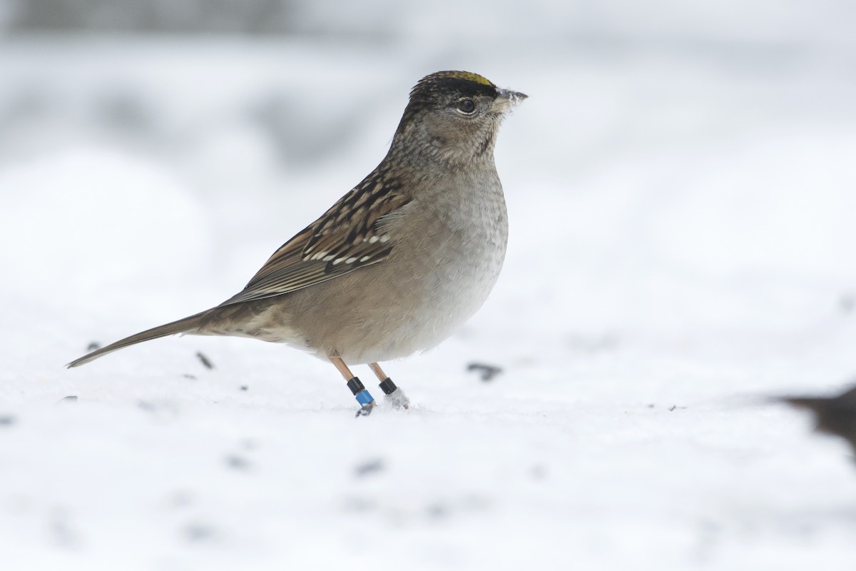 Golden-crowned Sparrow - ML514977371