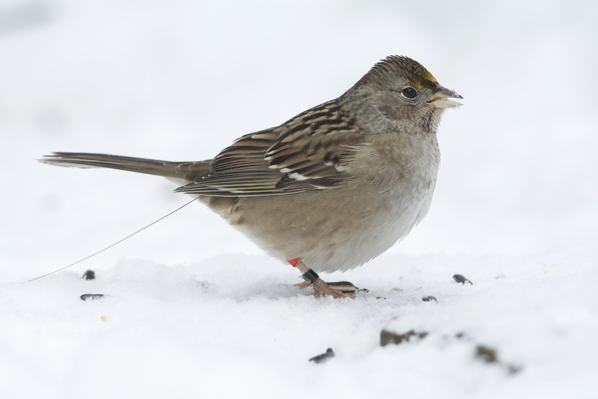 Golden-crowned Sparrow - Bridget Spencer