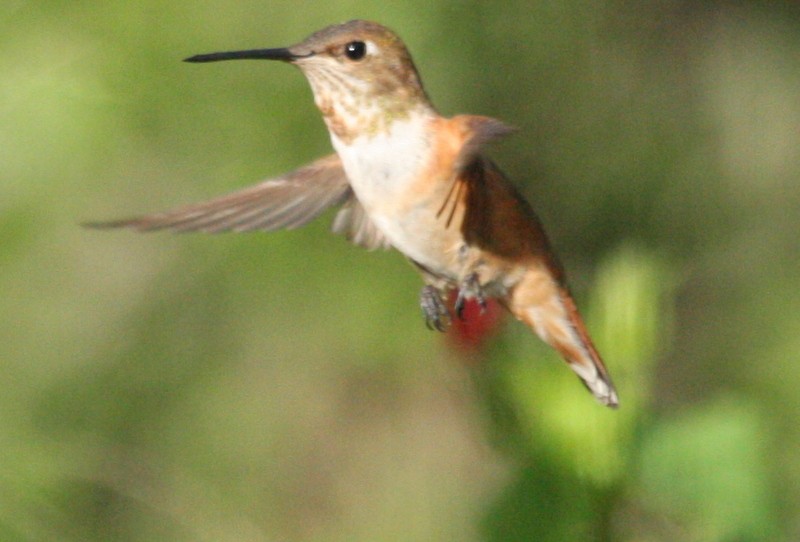 Rufous Hummingbird - ML51497851