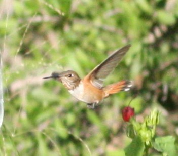 Rufous Hummingbird - ML51497861