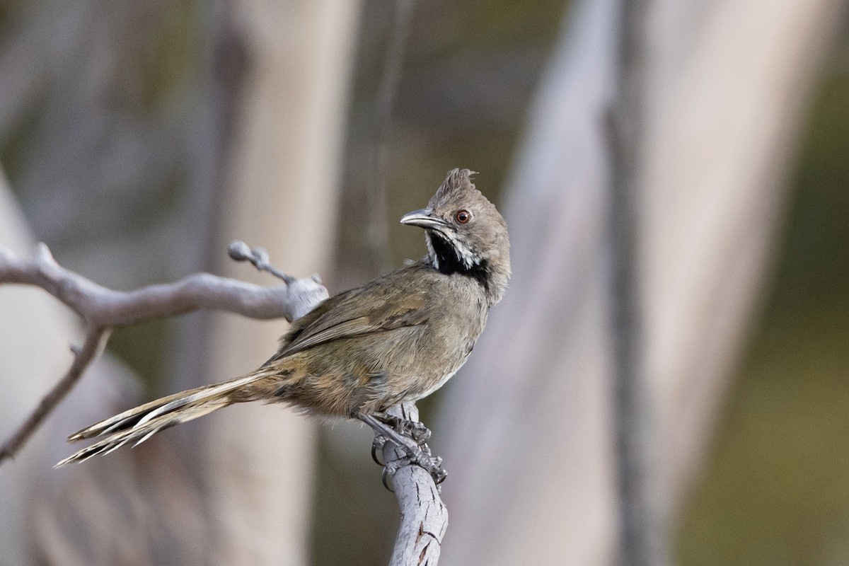 Western Whipbird - Indra Bone