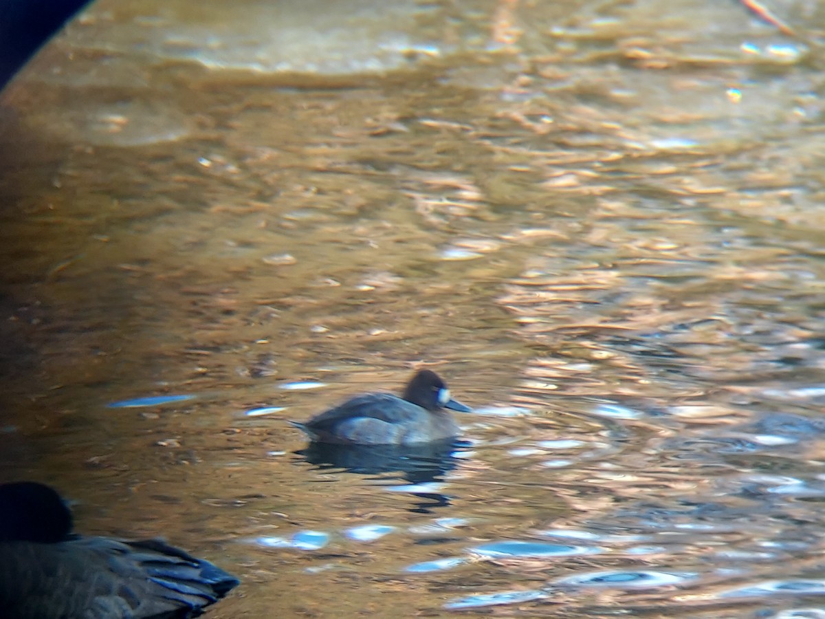 Lesser Scaup - ML514979681