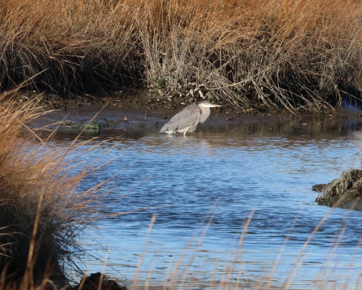 Great Blue Heron - ML514979881