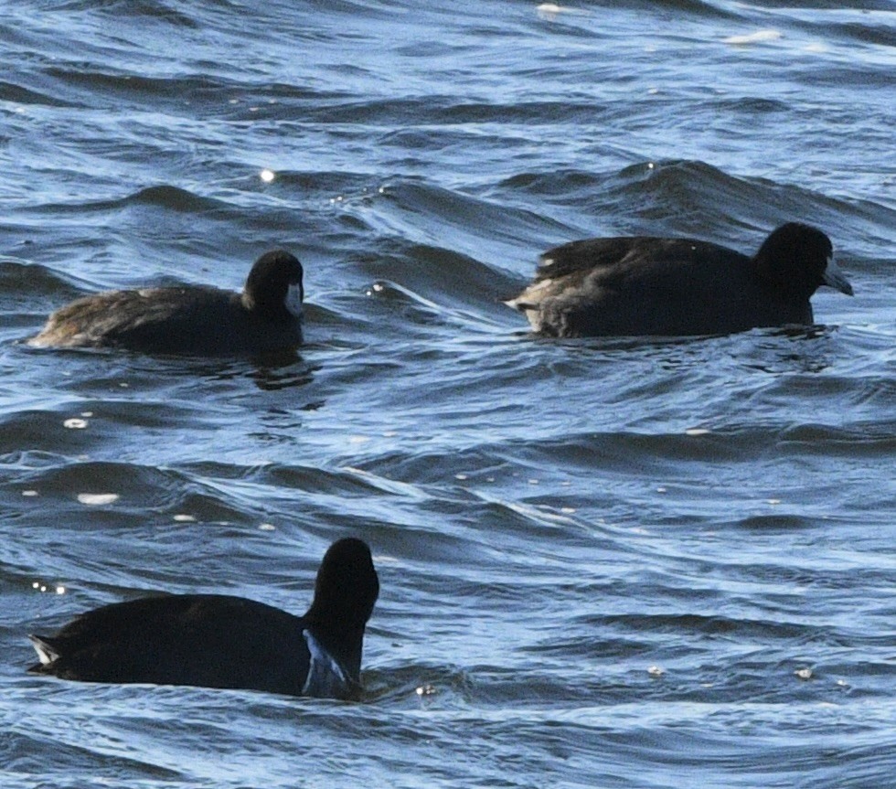 American Coot - ML514982031