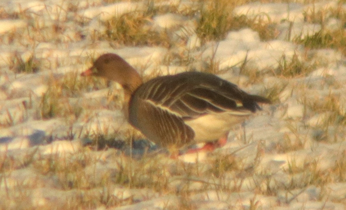 Pink-footed Goose - ML514982081