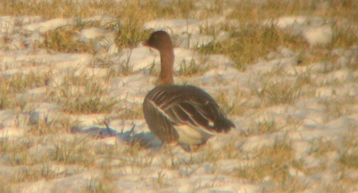 Pink-footed Goose - ML514982091