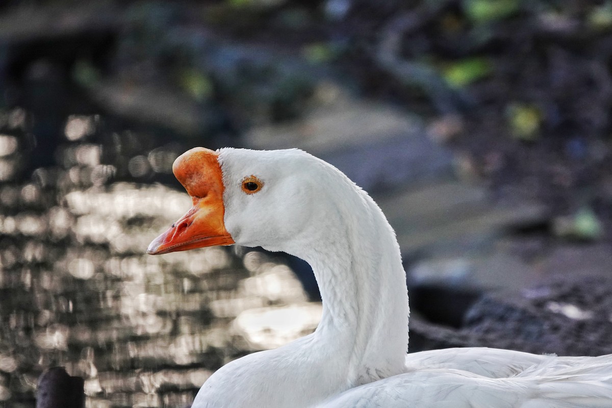 Swan Goose (Domestic type) - ML514984071