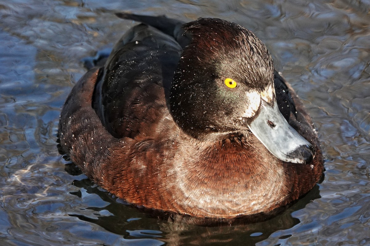 Tufted Duck - ML514984231