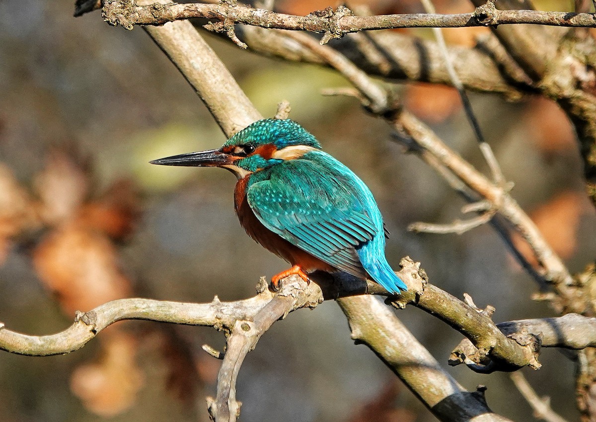 Common Kingfisher - ML514984381