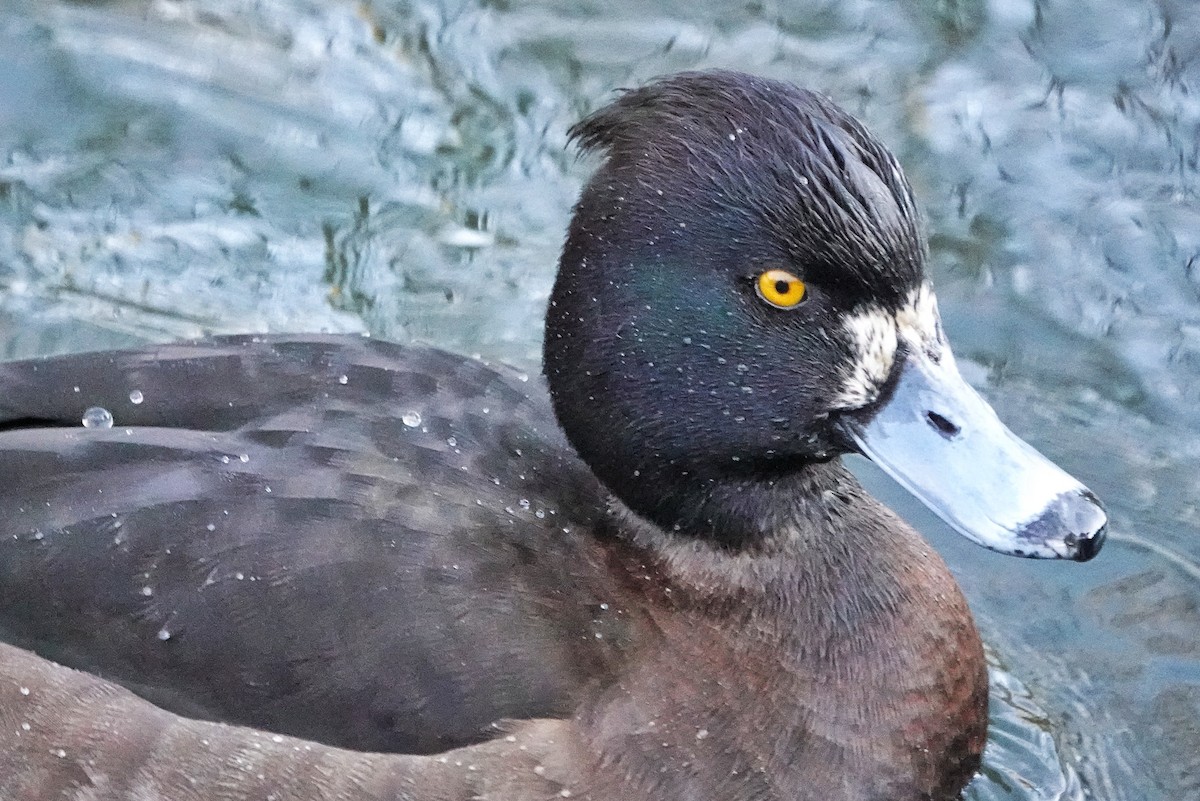 Tufted Duck - ML514985051